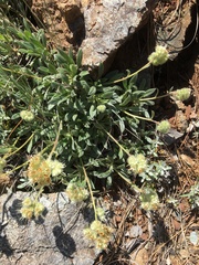 Phacelia corymbosa