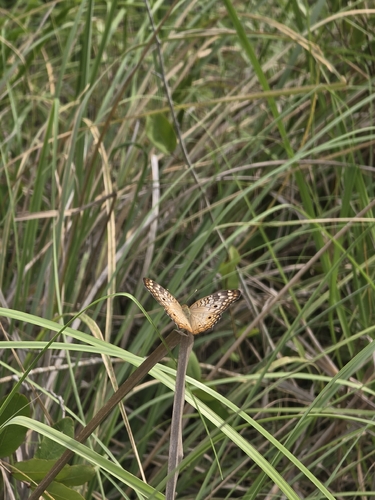 White Peacock (Anartia jatrophae)
