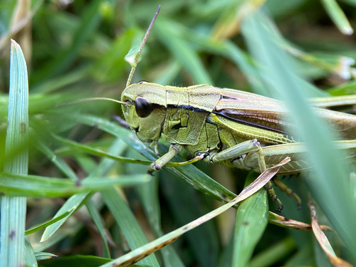 Large Marsh Grasshopper