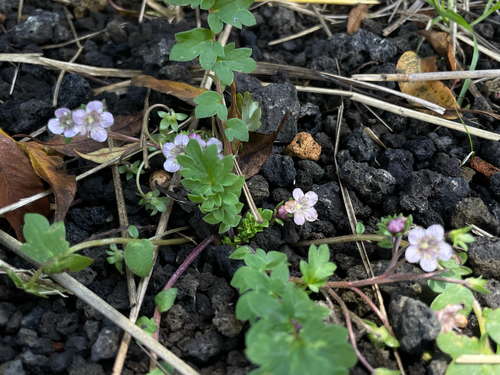 Phacelia platycarpa observed 2026-08-16