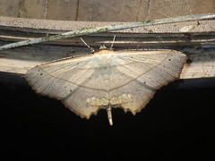 Nicevillea epiplemoides