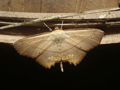 Nicevillea epiplemoides