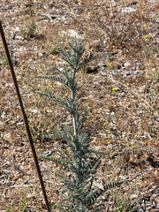 Astragalus brauntonii