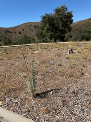 Astragalus brauntonii, photograph (c) klicklo, some rights reserved (CC BY)