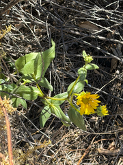 Helianthus gracilentus, photograph (c) klicklo, some rights reserved (CC BY)