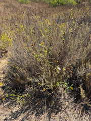 Helianthus gracilentus, photograph (c) klicklo, some rights reserved (CC BY)