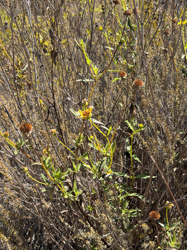Helianthus gracilentus, photograph 2
