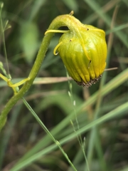 Senecio bigelovii