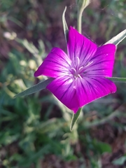 Agrostemma githago
