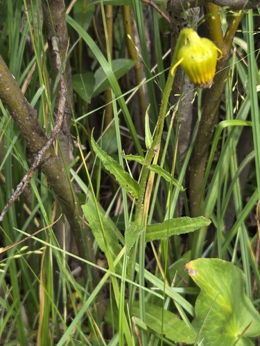 Senecio bigelovii, photograph 2
