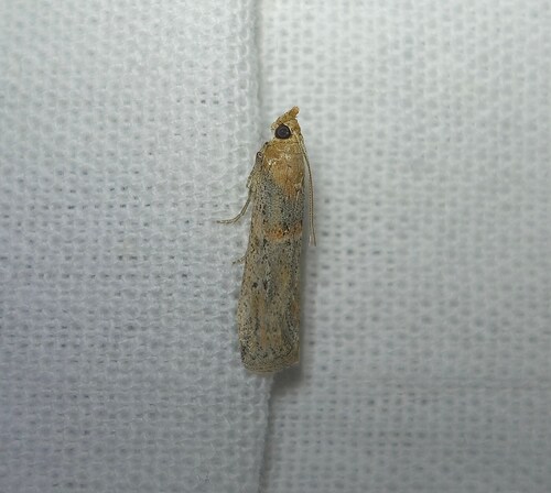 Gymnancyla hornigii