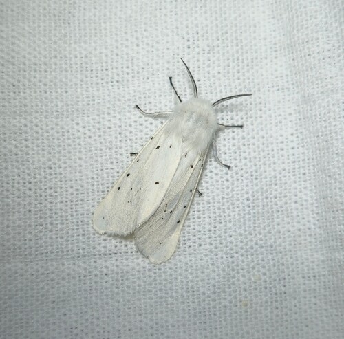 White Ermine