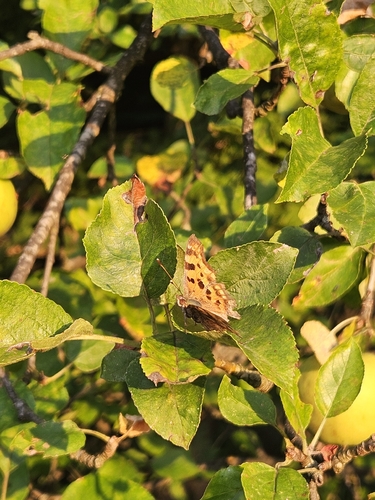 European Comma
