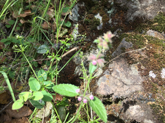 Stachys rigida rigida