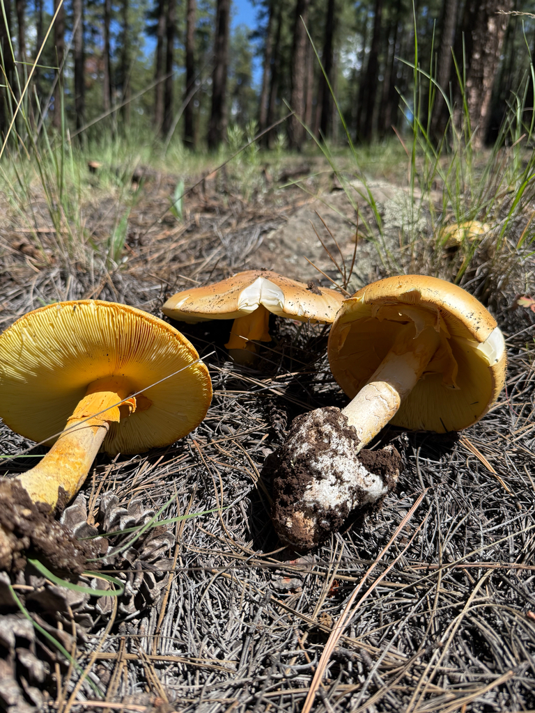 Cochise's American Caesar · August 2026 · photo: Photo: (c) Michael Tidwell, some rights reserved (CC BY) · iNaturalist