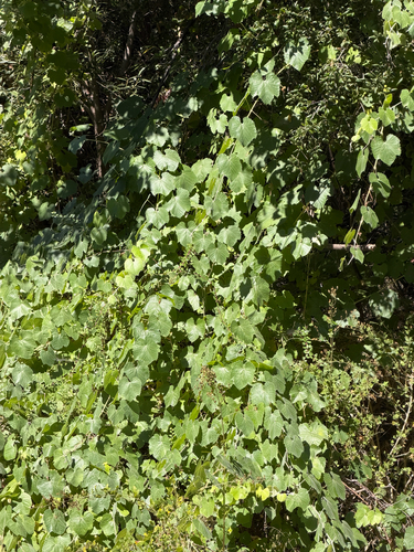 Vitis girdiana, photograph 4