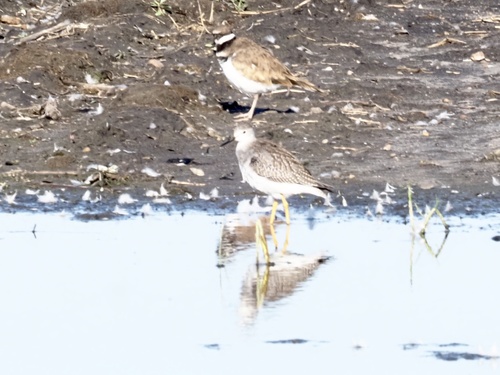 Killdeer
