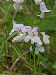 Penstemon laevigatus