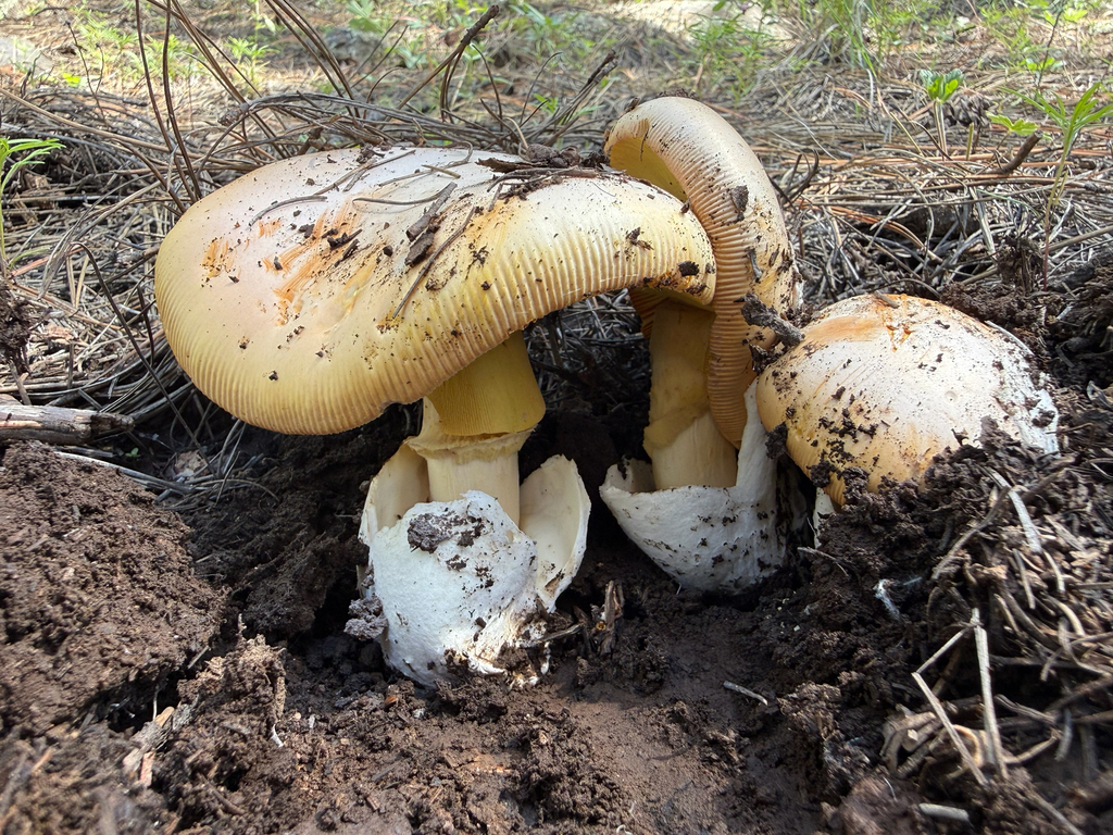 Cochise's American Caesar · August 2026 · photo: Photo: (c) Michael Tidwell, some rights reserved (CC BY) · iNaturalist