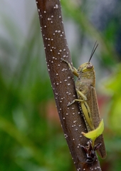 Anacridium aegyptium