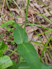 Penstemon laevigatus