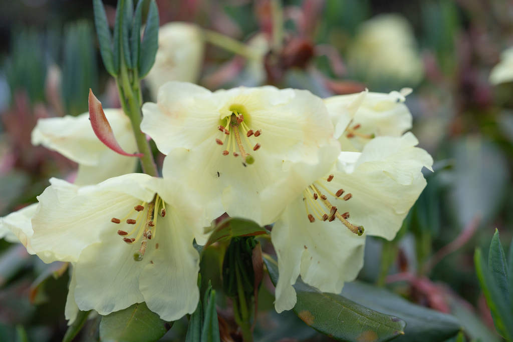 Rhododendron wardii; photograph Morten Ross, CC BY, iNaturalist via GBIF