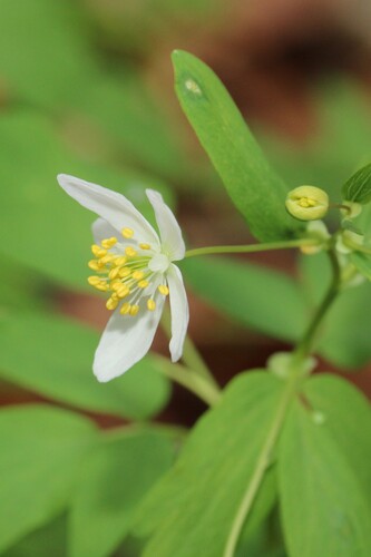Isopyrum thalictroides
