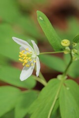 Isopyrum thalictroides