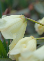 Morten Ross, CC BY, iNaturalist via GBIF Rhododendron wardii, photograph Morten Ross, CC BY, iNaturalist via GBIF