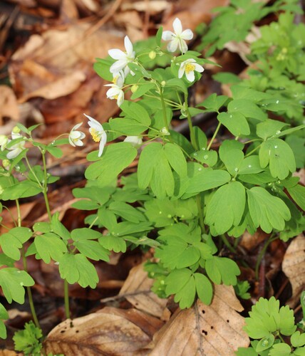 Isopyrum thalictroides, photograph 2