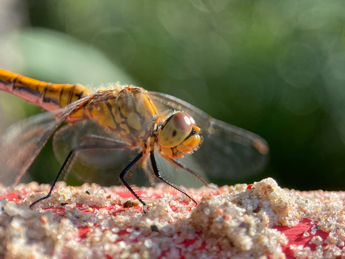 Ruddy Darter