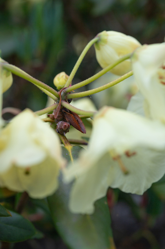 Rhododendron wardii, photograph 2