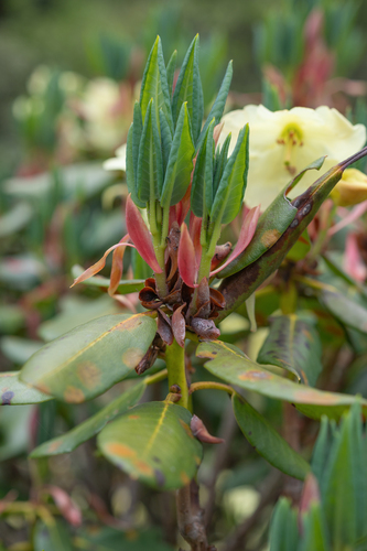 Rhododendron wardii, photograph 4