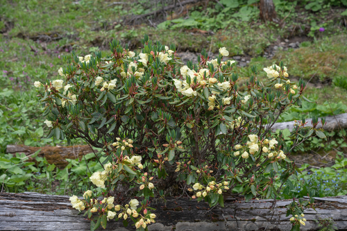 Rhododendron wardii, photograph 5