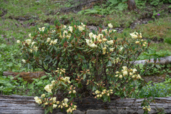 Morten Ross, CC BY, iNaturalist via GBIF Rhododendron wardii, photograph Morten Ross, CC BY, iNaturalist via GBIF