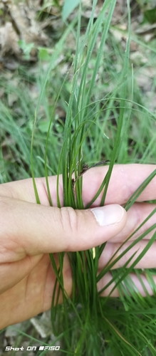 Soft-leaved sedge