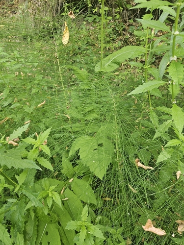 great horsetail