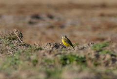 Motacilla flava thunbergi