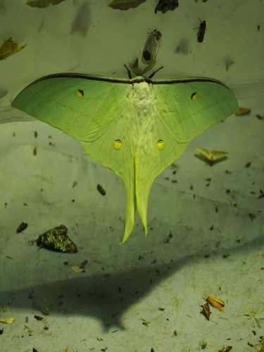 Chinese Moon Moth