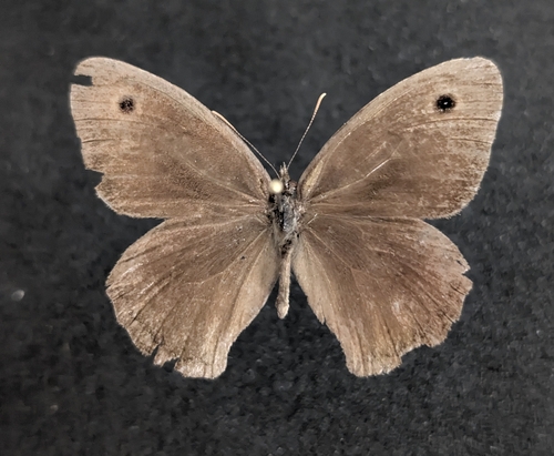 Cercyonis oetus oetus