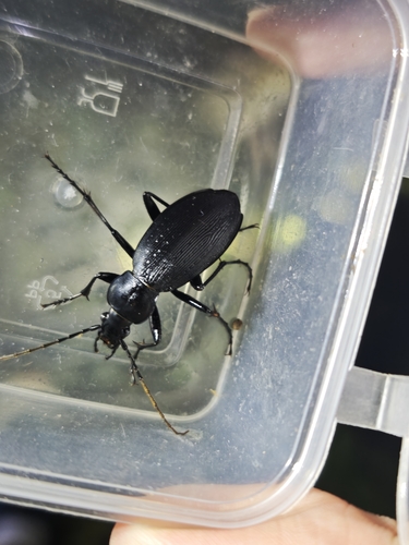 Carabus casaleianus