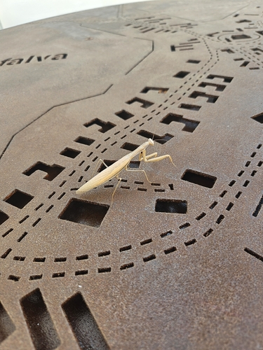 European Mantis