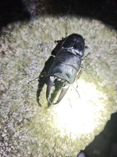 Serrognathus titanus platymelus