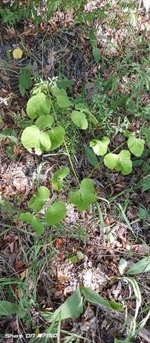 Broad-leaved Sermountain