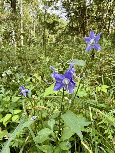 tall bellflower