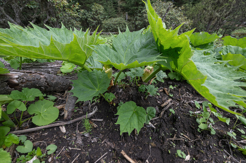 Rheum palmatum
