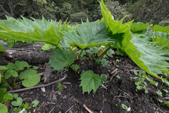 Rheum palmatum