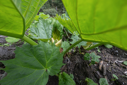 Rheum palmatum, photograph 1