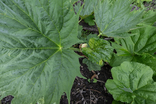 Rheum palmatum, photograph 2