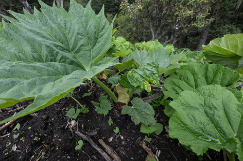 Rheum palmatum, photograph 4